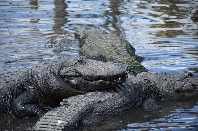 Alligators on top of each other