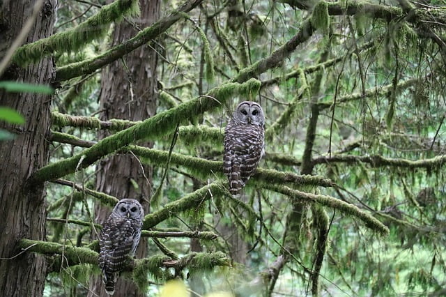 Portland nature with owls on trees in Oregon