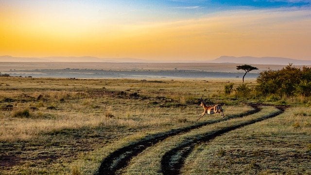 Antelope leaping during a sunset in Kenya, Africa