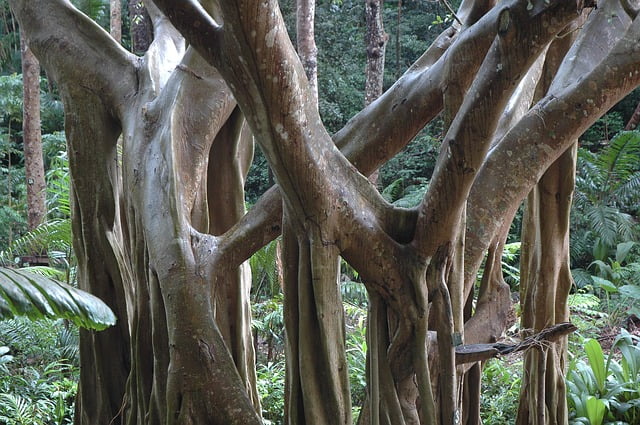 Jungle trees in Barbados 