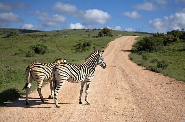 Zebra on path in Africa