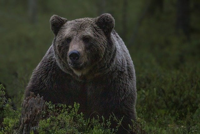 Backpacking in Banff Doesn’t Have to Be A Bear: What to Do When You Encounter Wildlife