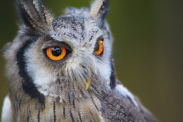Owl eyes macro photo