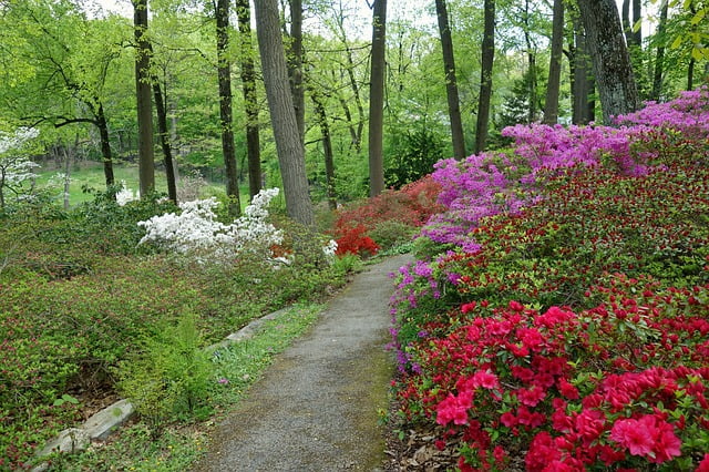 Scenic trail in Devon with flowers