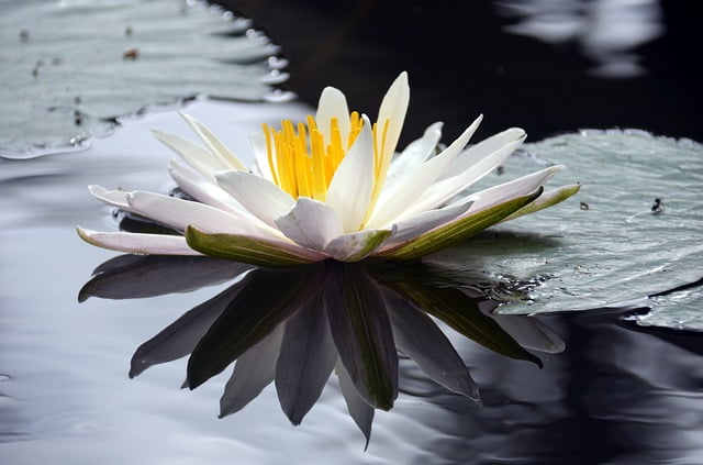 Bali lotus flower in the pond in Indonesia