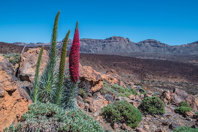 Tenerife plants with desert and mountain views