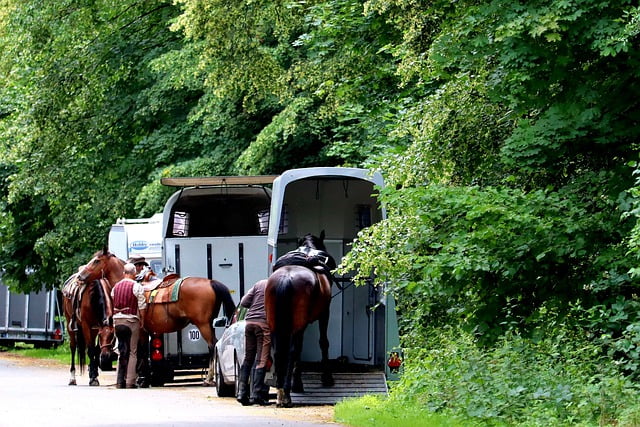 Horse trailer loading station