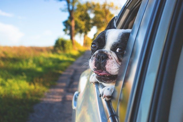 Dog with head out of the car window on road trip