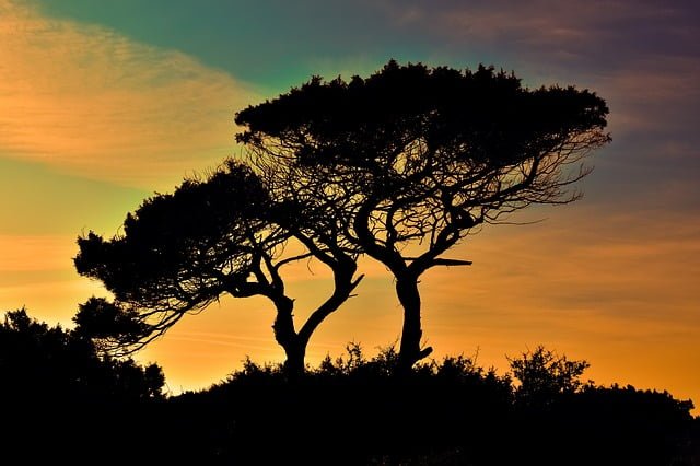 Cyprus tree silhouette sunset