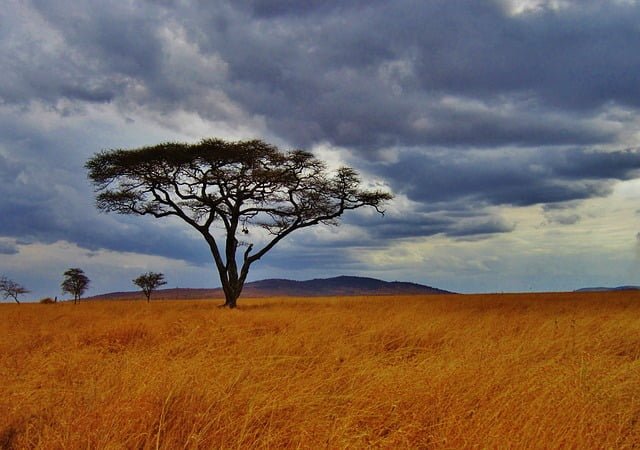 Acacia Tree in Tanzania in the field