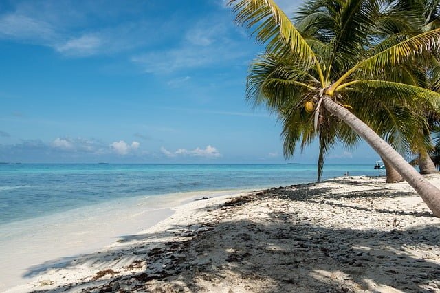 Belize beach palm tree views