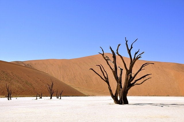 Namibia Desert Tree Views