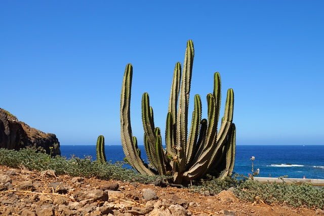 Tenerife cactus