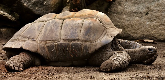 Giant tortoise on the Galapagos Island, South America