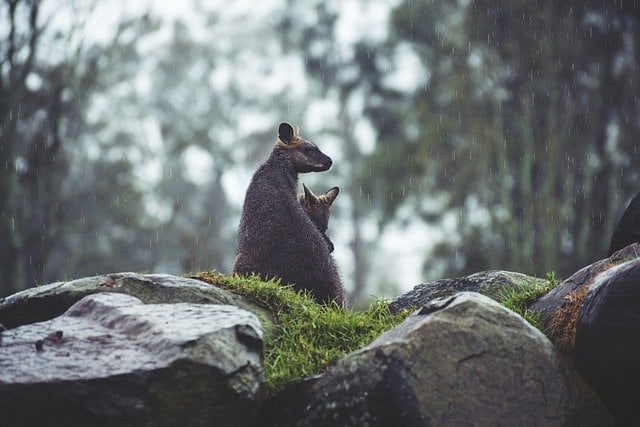 Kangaroo in the rain
