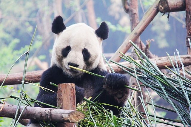Chengdu Panada eating bamboo