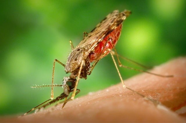 Mosquito macro shot